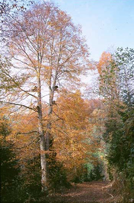 Sonbaharda Macahel ormanı